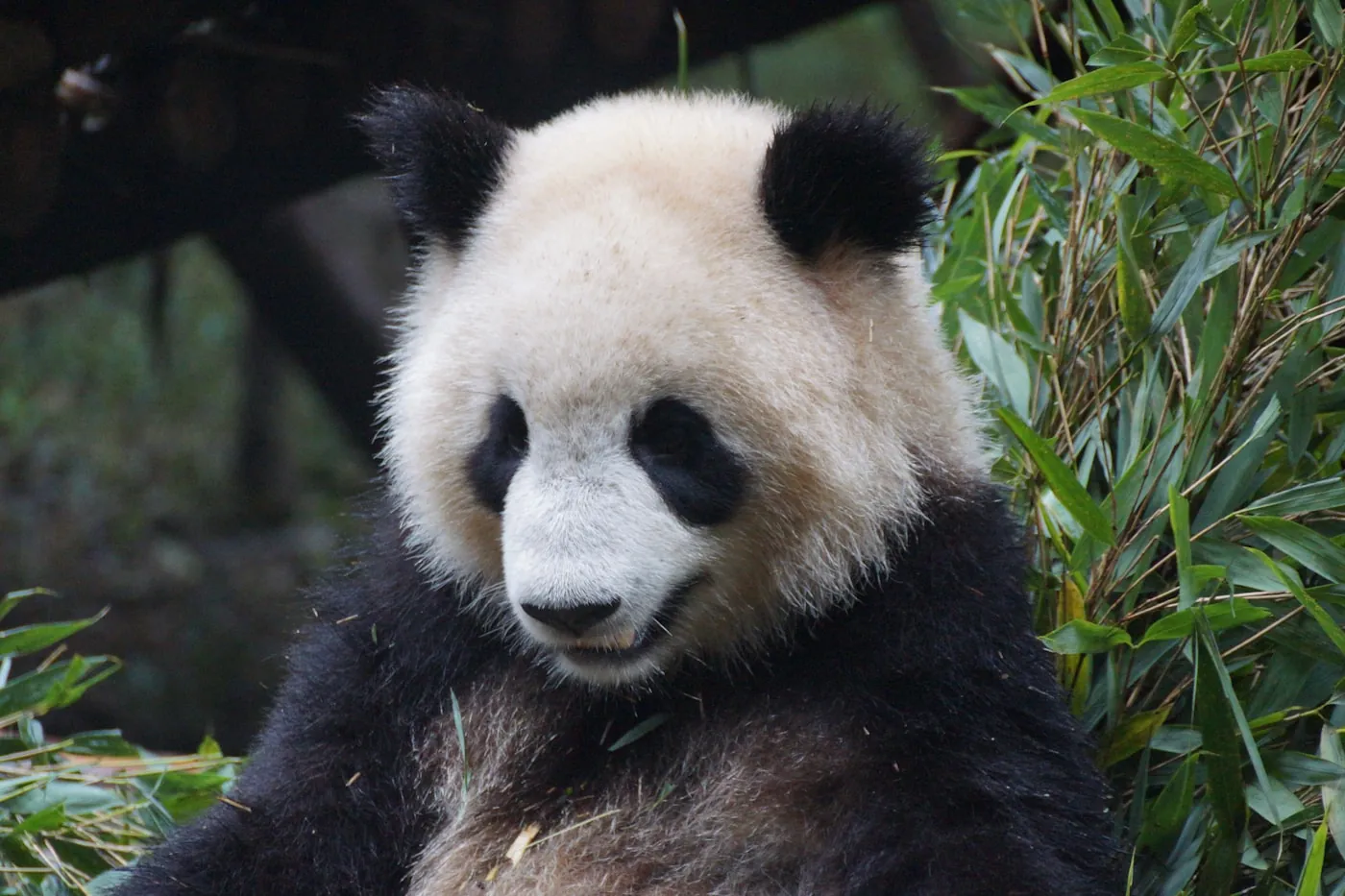 Giant pandas — China’s lovable icon, Chengdu, China